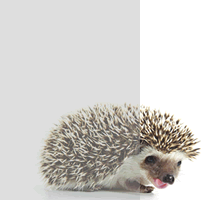 ein Igel